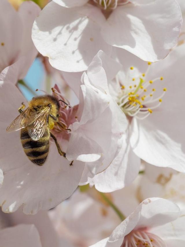 Perennial Flowers to Attract Bees in Summer