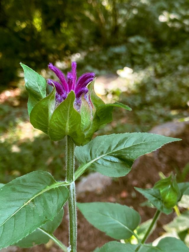 Perennials for a Pollinator-Friendly Garden