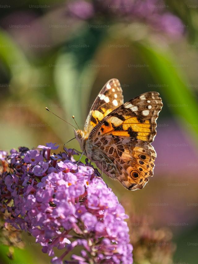 Perennials that Attract Butterflies and Bees