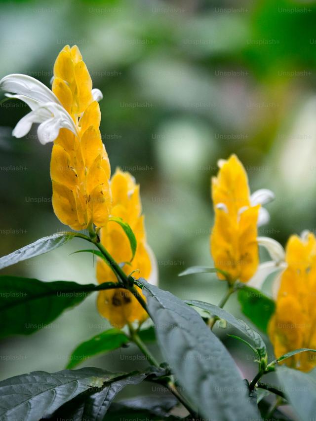 Perennials with Unique and Unusual Blooms