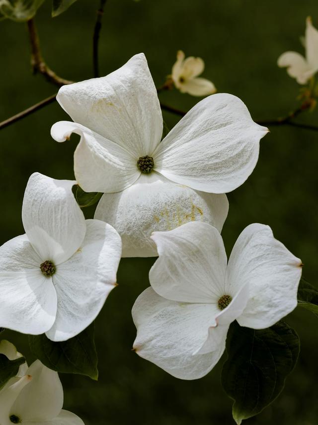 Perpetual Flowering Wonders