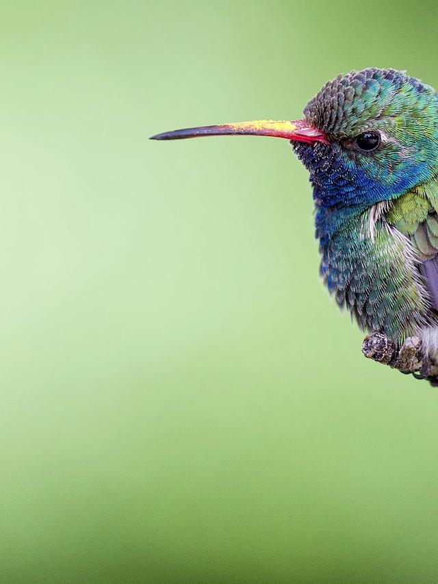 Photographing Hummingbirds: Tips and Techniques