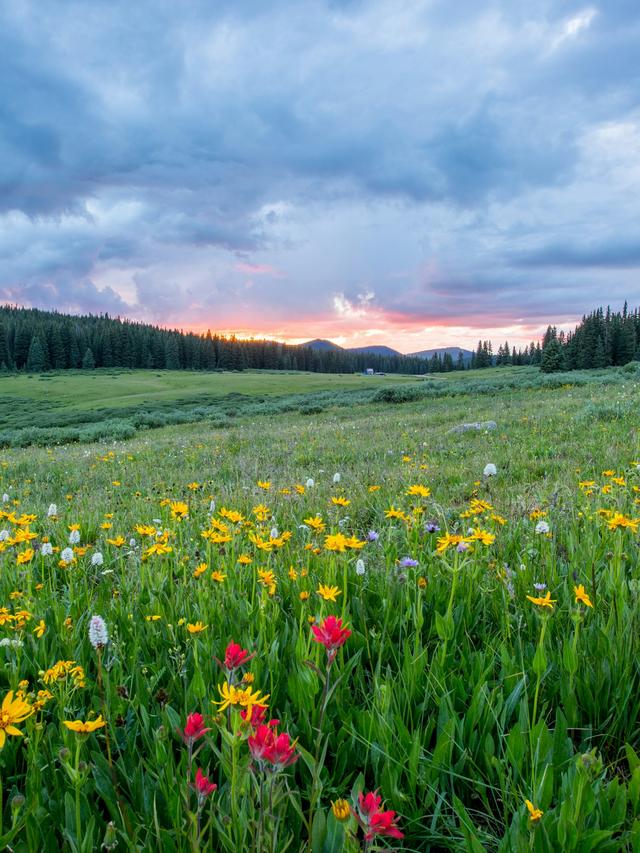 Reliable Flowers for Your Landscape