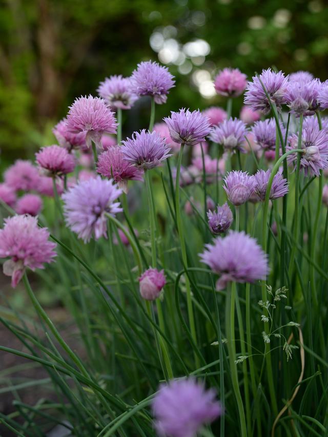 Resilient Flowers That Return Yearly