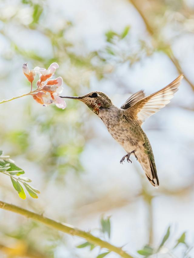 Secrets of the Hummingbird: A Closer Look