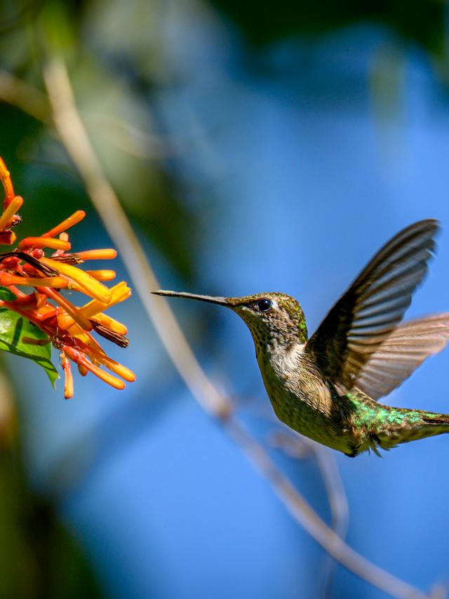 Stunning Photographs of Hummingbirds in Action