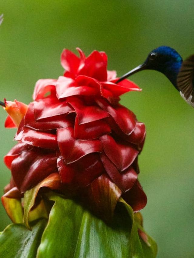 The Amazing Metabolism of Hummingbirds