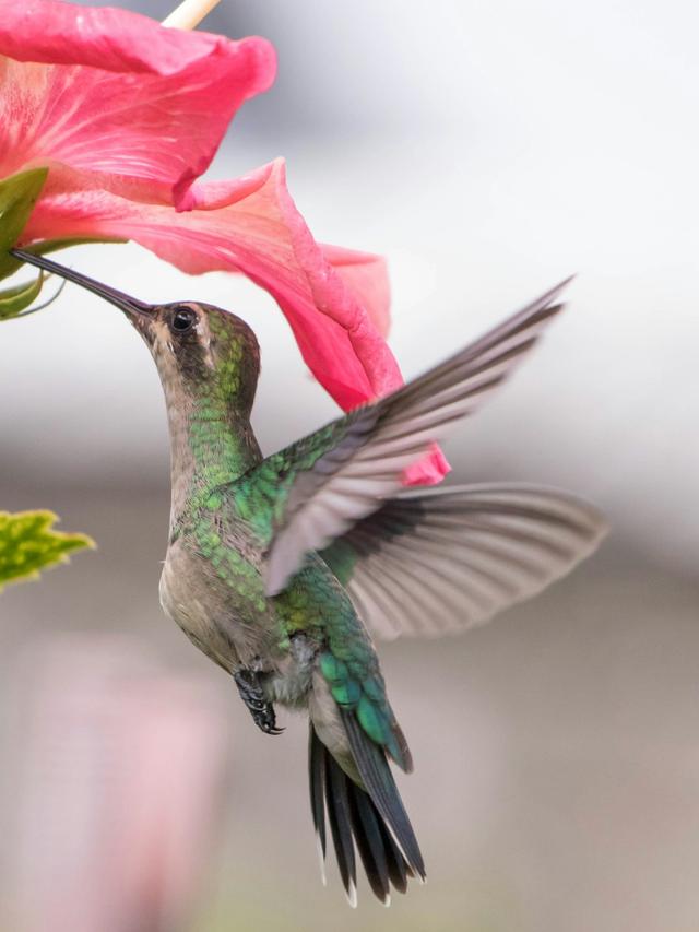 The Best Flowers to Plant for Bird Lovers