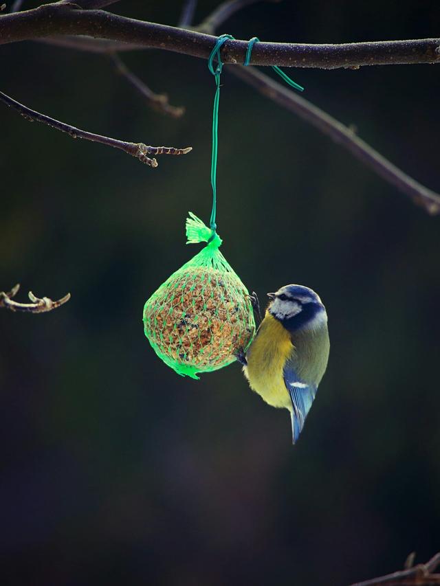 The Best Foods to Attract Birds to Your Yard