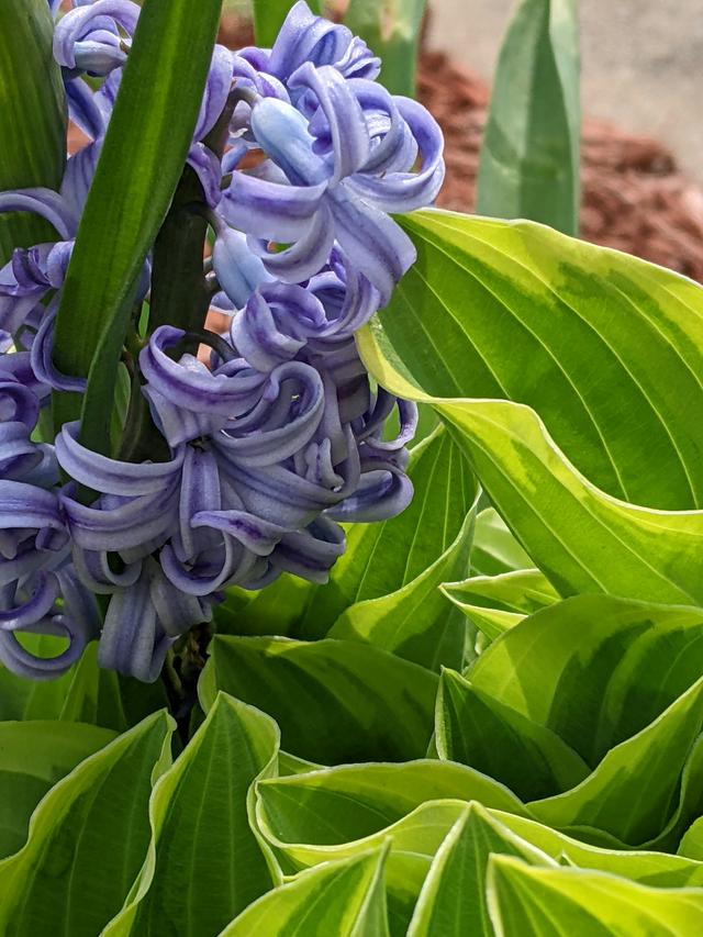 The Best Perennial Flowers for Shady Areas