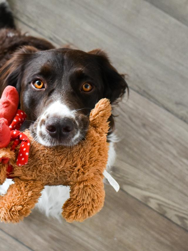 The Best Toys and Accessories for Your Furry Pal