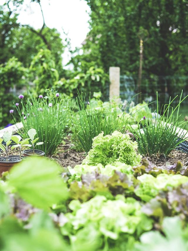 The Best Vegetables to Grow in Your Backyard