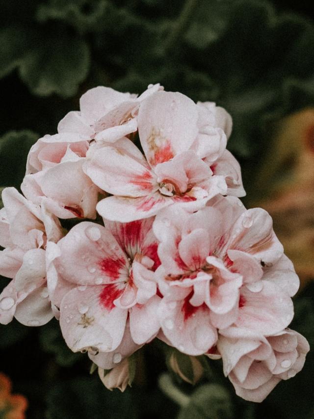 The Charm of Evergreen Blooms