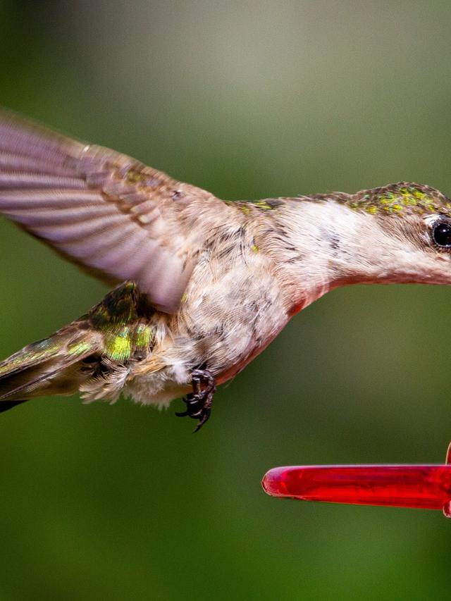 The Diet and Feeding Habits of Hummingbirds