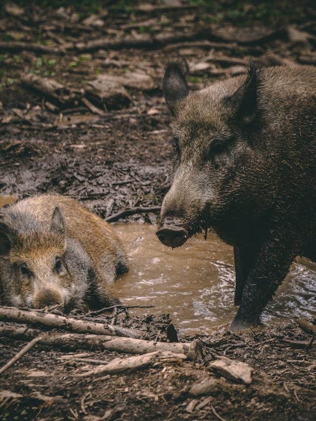 The Diet and Hunting Methods of Island Predators