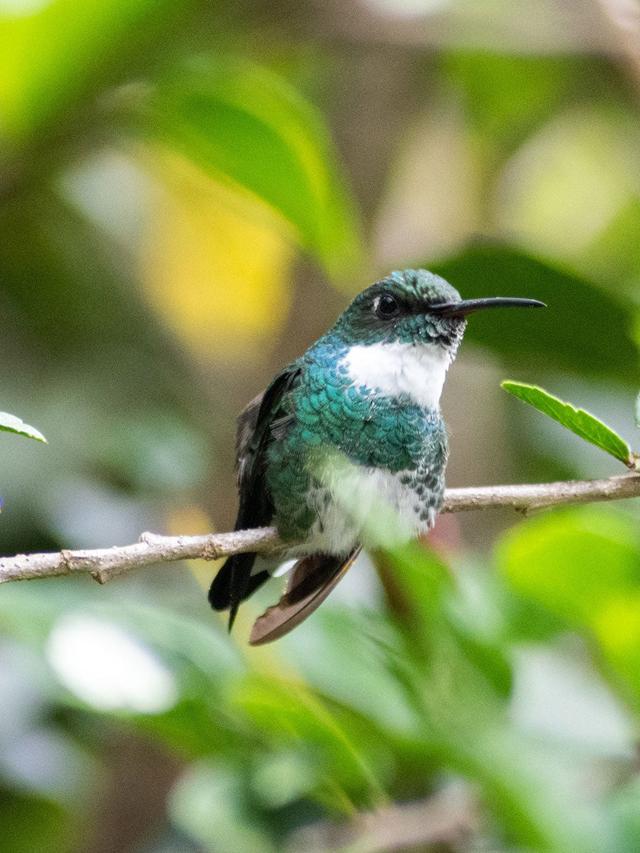 The Diversity of Hummingbird Species