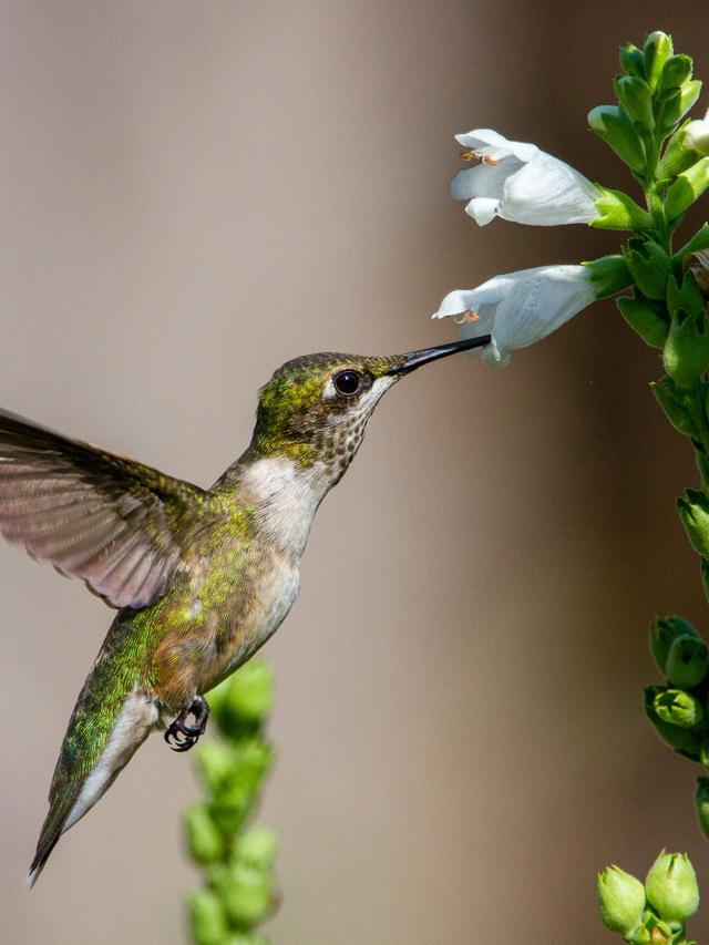 The Effect of Habitat Destruction on Hummingbirds