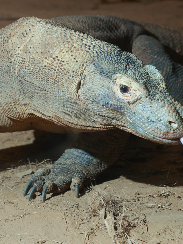 The Evolutionary History of Komodo Dragons