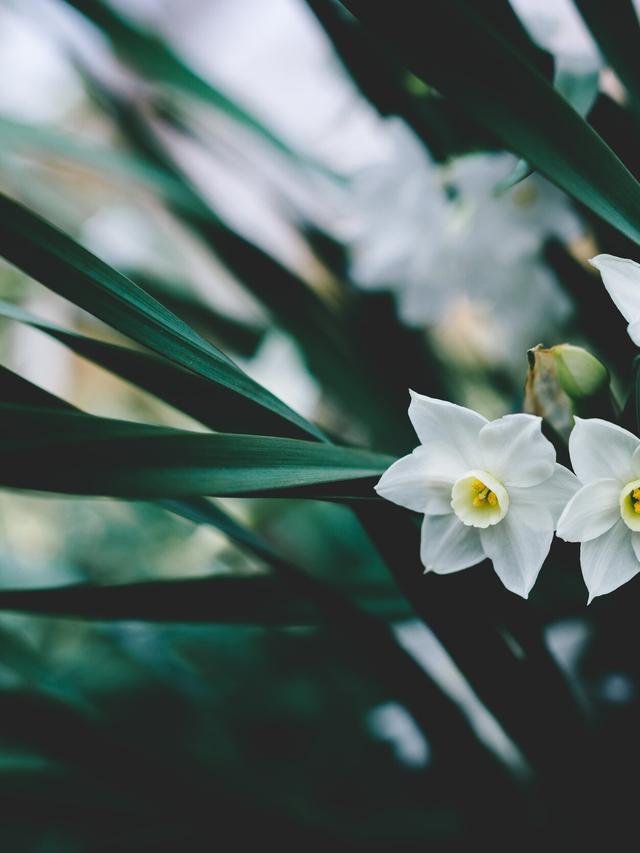 The History and Symbolism of Popular Perennial Flowers