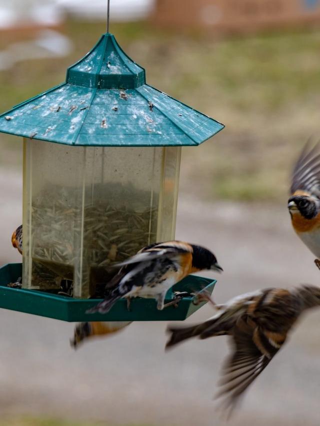 The Impact of Climate Change on Nectar Feeders