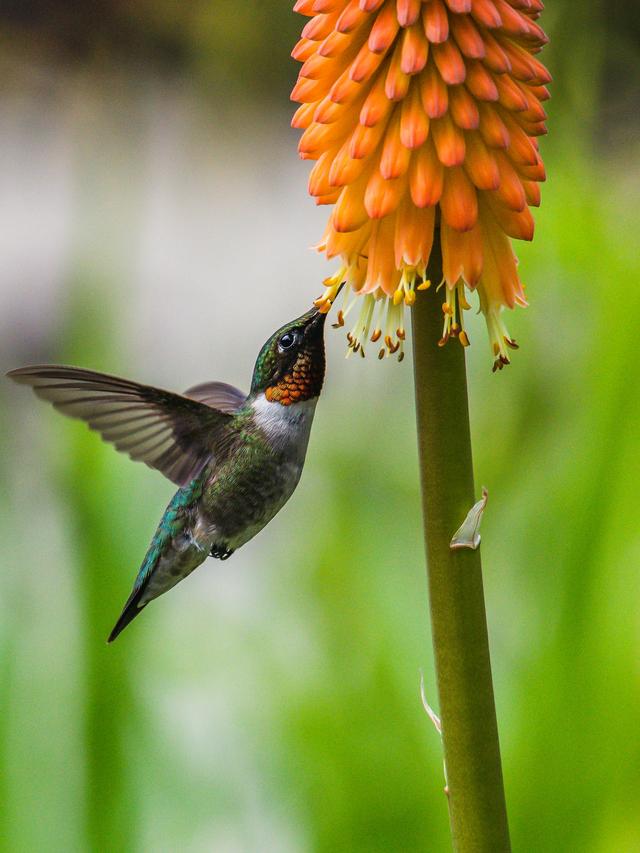 The Importance of Native Plants for Hummingbirds