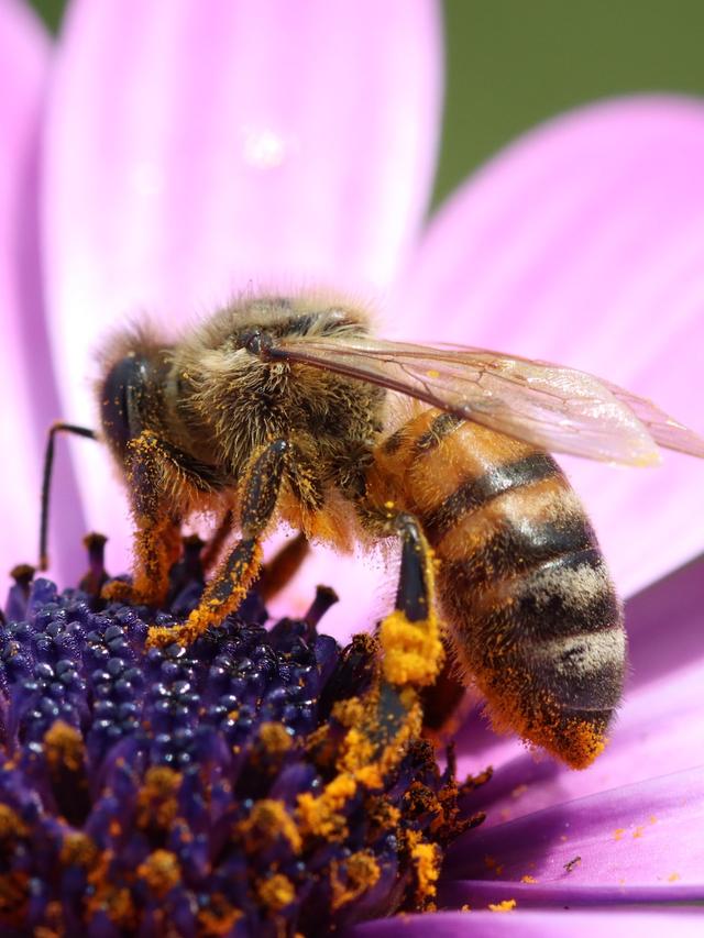 The Importance of Tiny Pollinators in Ecosystems