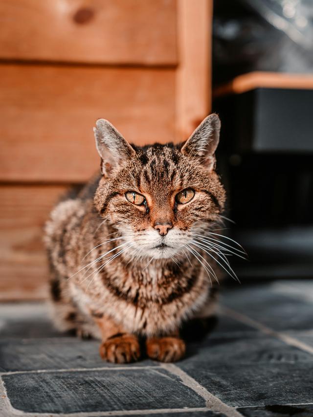 The Lifespan and Aging of Cats