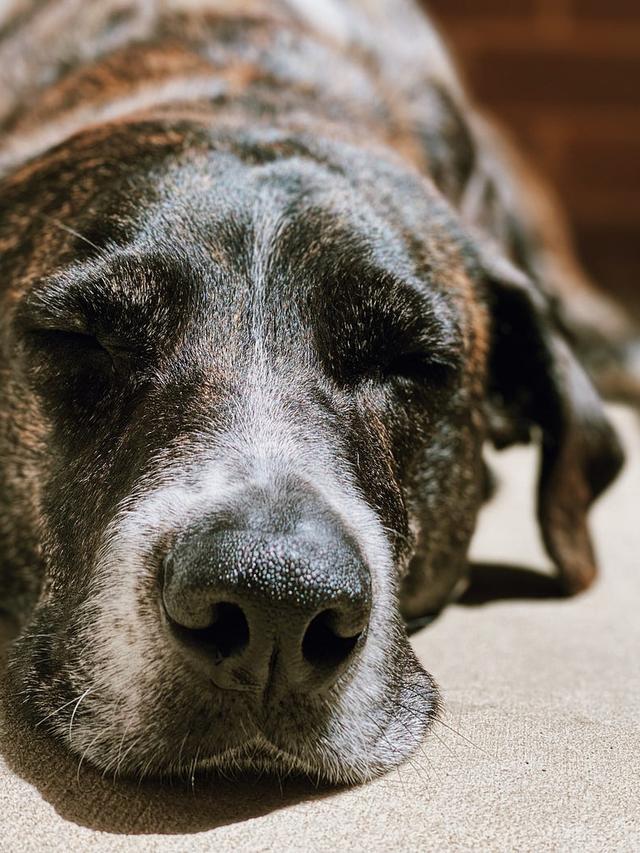 The Lifespan and Aging of Your Furry Friend