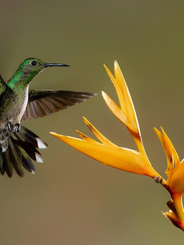 The Lifespan and Life Cycle of Hummingbirds