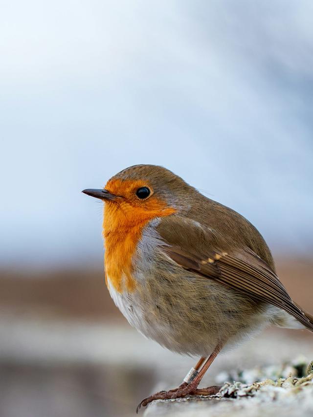 The Most Colorful Birds You Can Attract to Your Garden