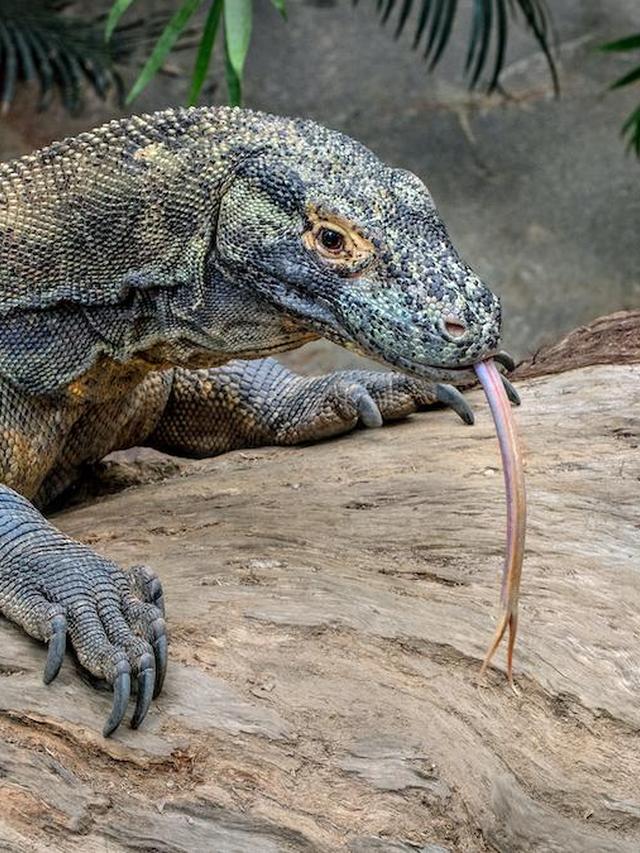 The Most Epic Battles Between Komodo Dragons and Their Prey