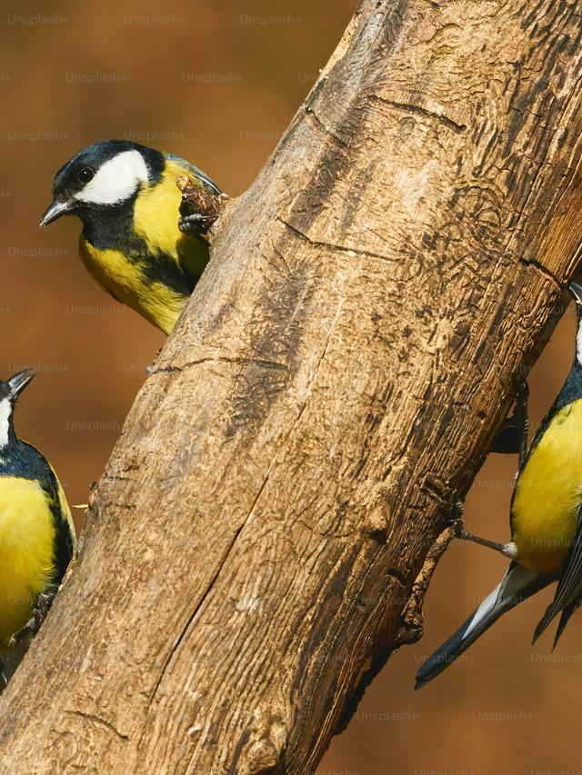 The Most Fascinating Birds to Watch in Your Garden