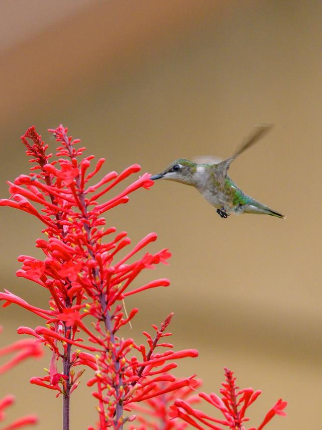 The Relationship Between Hummingbirds and Flowers