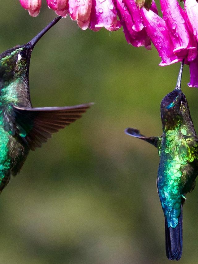 The Role of Hummingbirds in Pollination