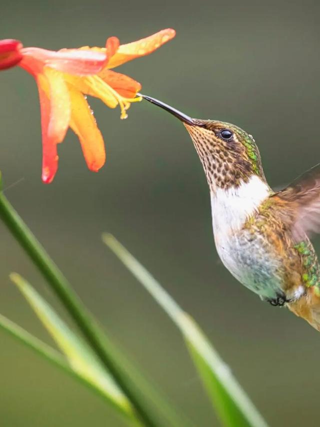 The Role of Hummingbirds in Tropical Forests