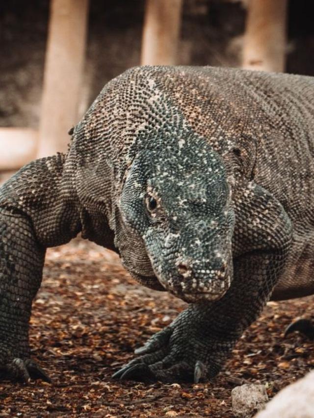 The Role of Komodo Dragons in Their Ecosystem