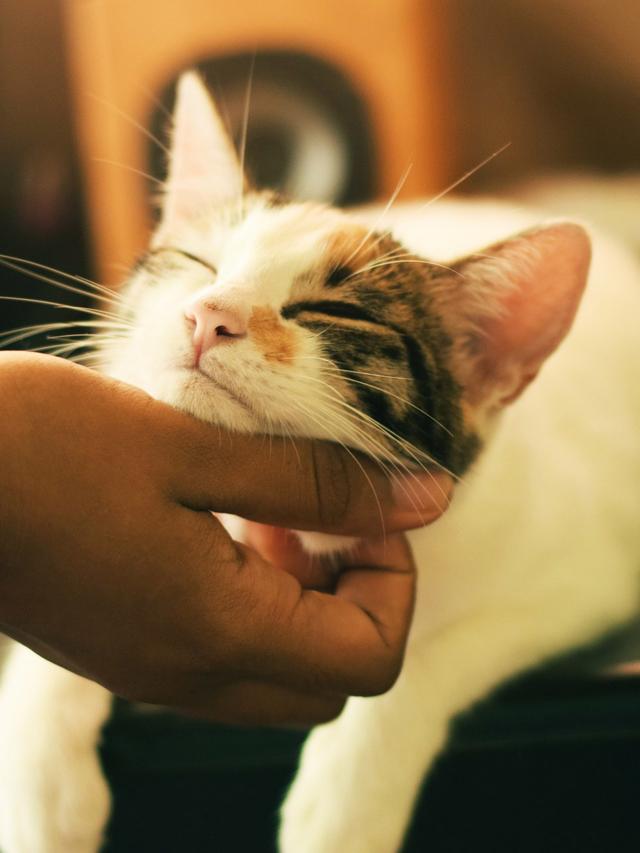 The Science Behind a Cat’s Purr