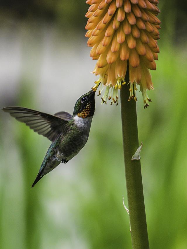 The Secret Lives of Hummingbirds