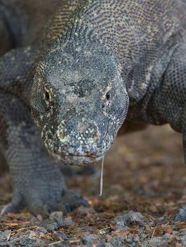 The Shocking Truth About Komodo Dragon Venom