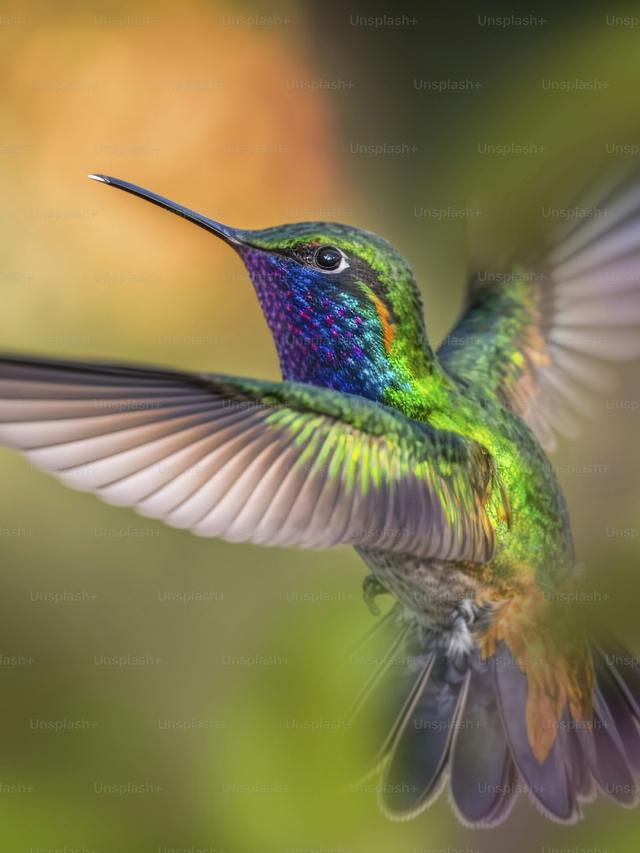 The Stunning Beauty of Hummingbirds in Flight