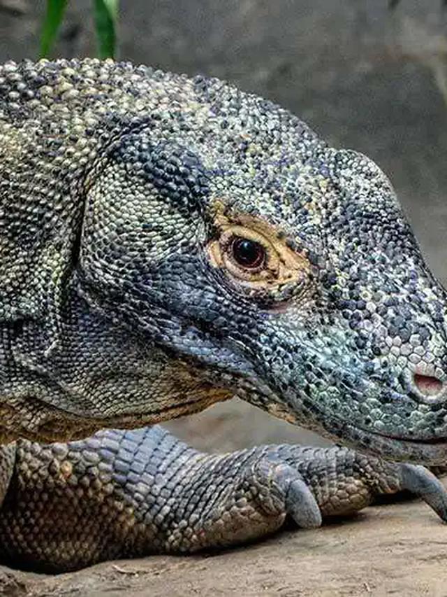 The Survival Skills of Juvenile Komodo Dragons