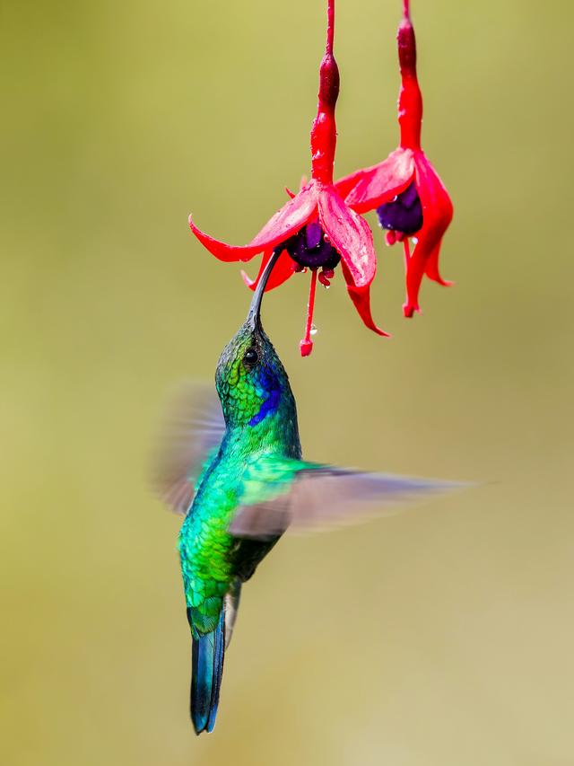 The Tiny Heartbeat of a Hummingbird