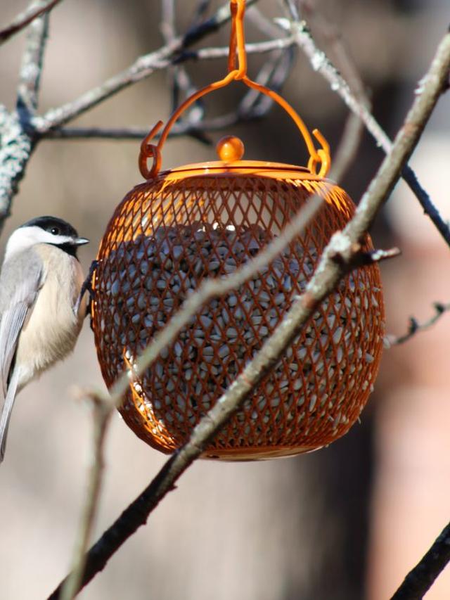 The Ultimate Guide to Backyard Birding