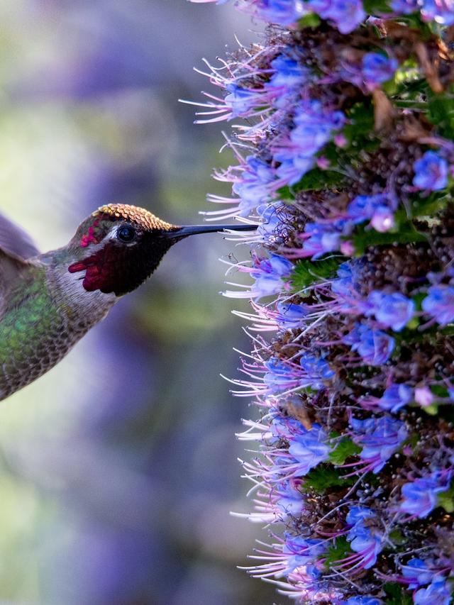 The Unique Courtship Displays of Hummingbirds