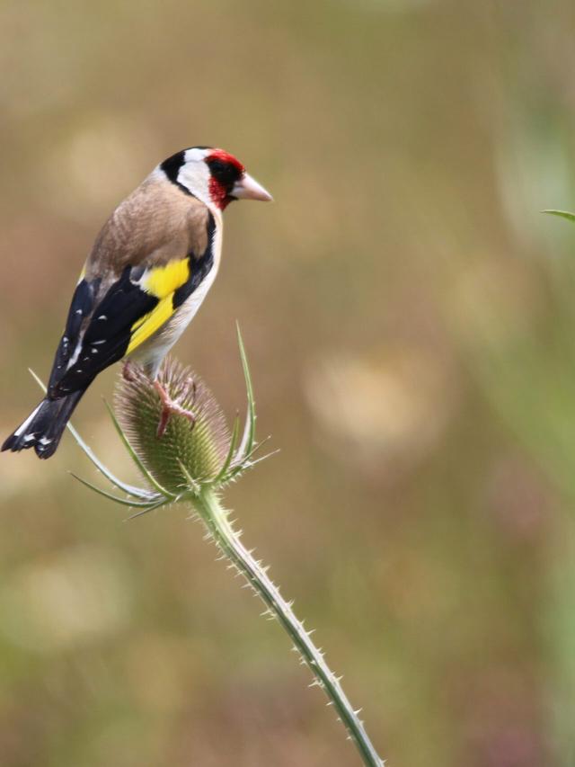 These Birds Will Make Your Garden Come Alive