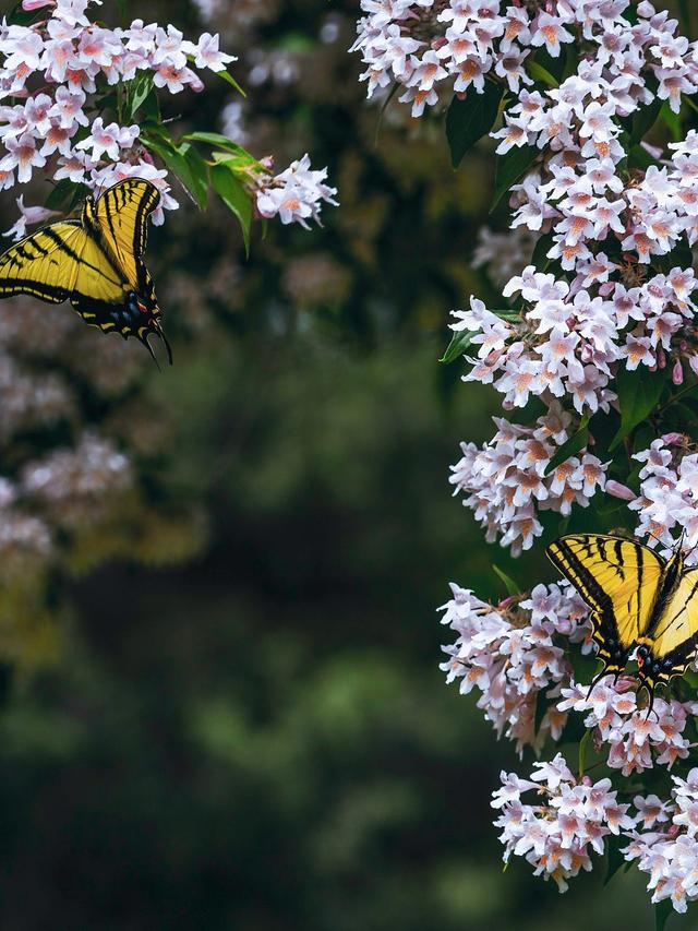 These Perennials Will Change the Way You Garden Forever