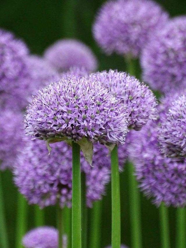 These Plants Will Make Your Garden Smell Amazing