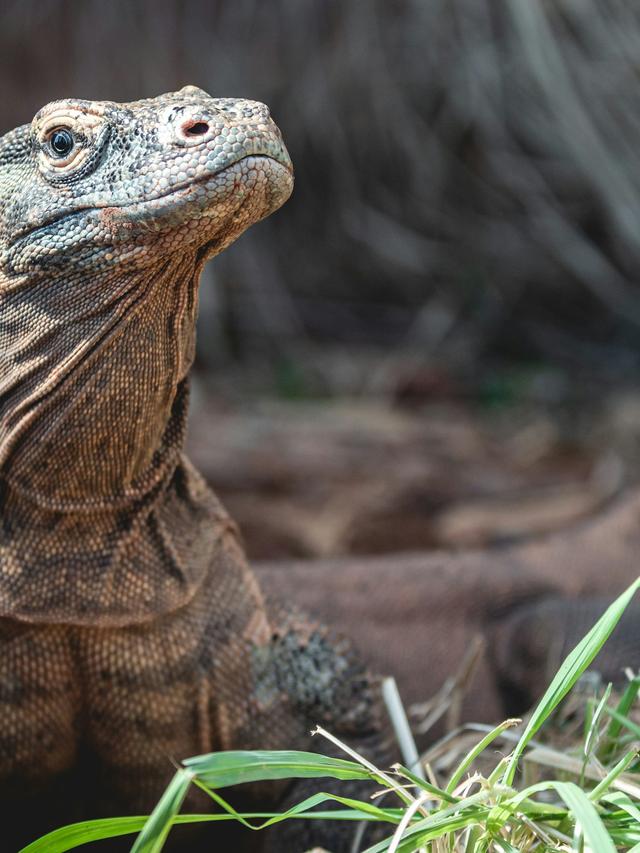 Threats Facing Komodo Dragon Populations