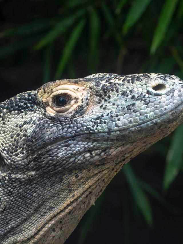 Tracking and Studying Komodo Dragons