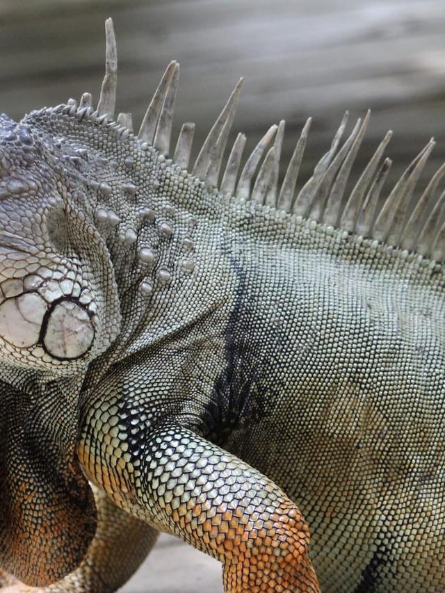 Tracking and Studying the Lives of Massive Lizards